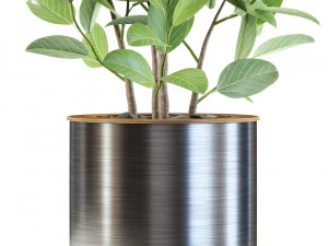 Plants collection 547 3D Model