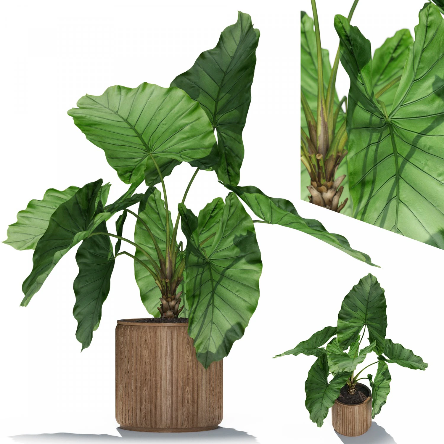 Plants collection 548 3D Model .c4d .max .obj .3ds .fbx .stl .blend 