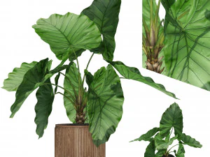 Plants collection 548 3D Model