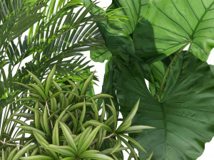 Plants collection 549 3D Model