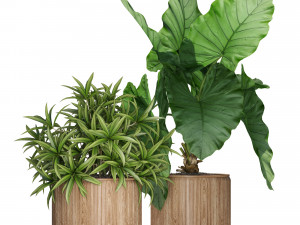 Plants collection 549 Model 3D