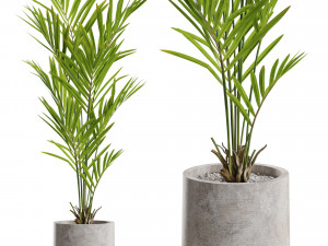 Plants collection 551 3D 모델