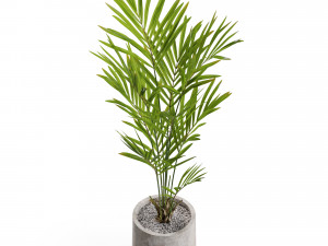 Plants collection 551 Modèle 3D