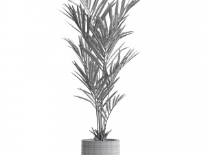 Plants collection 551 Modèle 3D