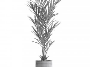 Plants collection 551 3D Model