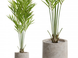 Plants collection 552 3D-Modell