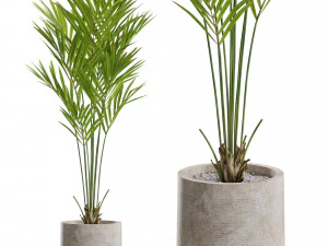 Collezione piante 552 Modello 3D