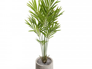 Plants collection 552 3D Model
