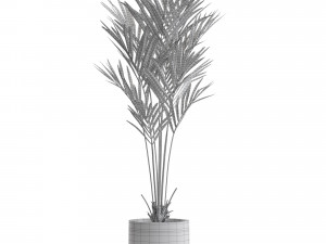 Plants collection 552 3D Model