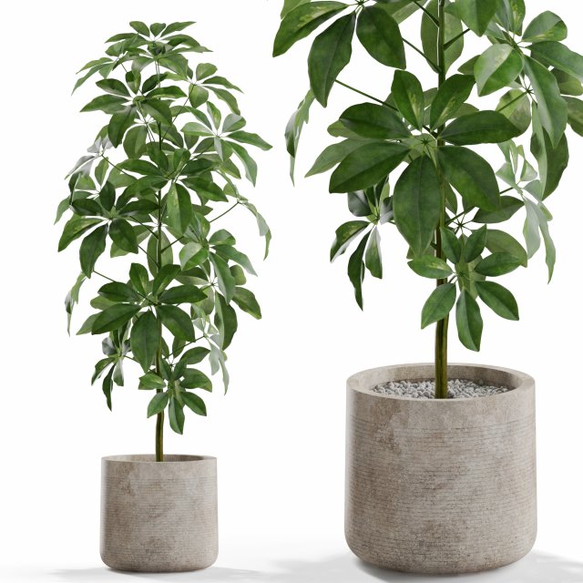 Plants collection 553 3Dモデル .c4d .max .obj .3ds .fbx .stl .blend 