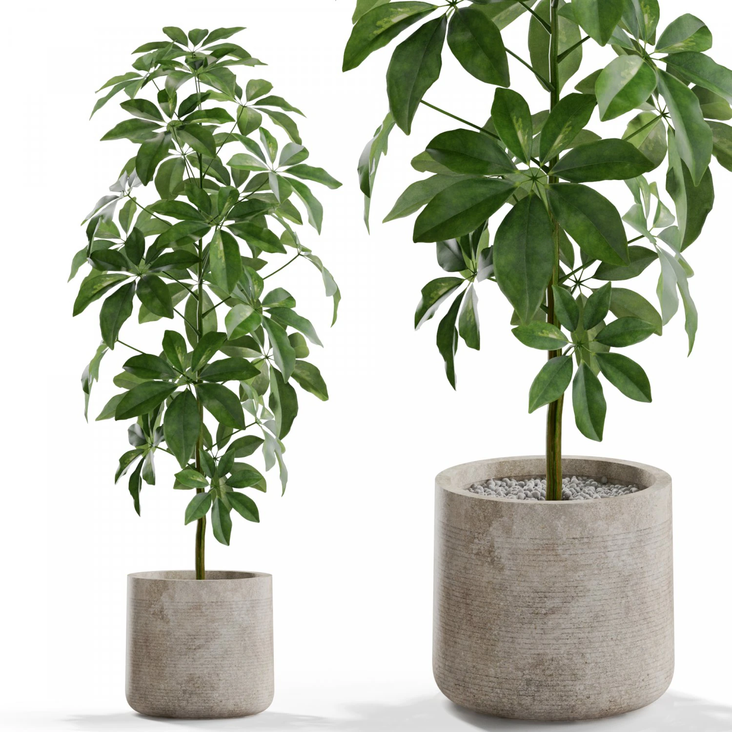 Plants collection 553 3D Model .c4d .max .obj .3ds .fbx .stl .blend 