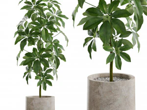 Plants collection 553 3D Model