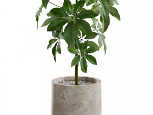 Plants collection 553 3Dモデル
