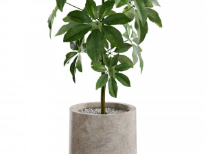 Plants collection 553 3D Model
