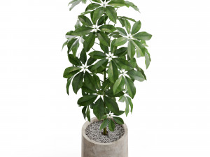 Plants collection 553 3Dモデル