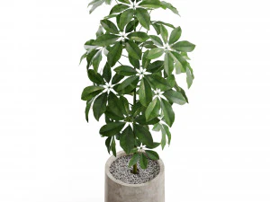 Plants collection 553 3D Model