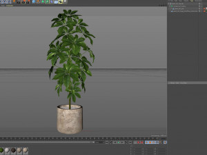 Plants collection 553 3Dモデル