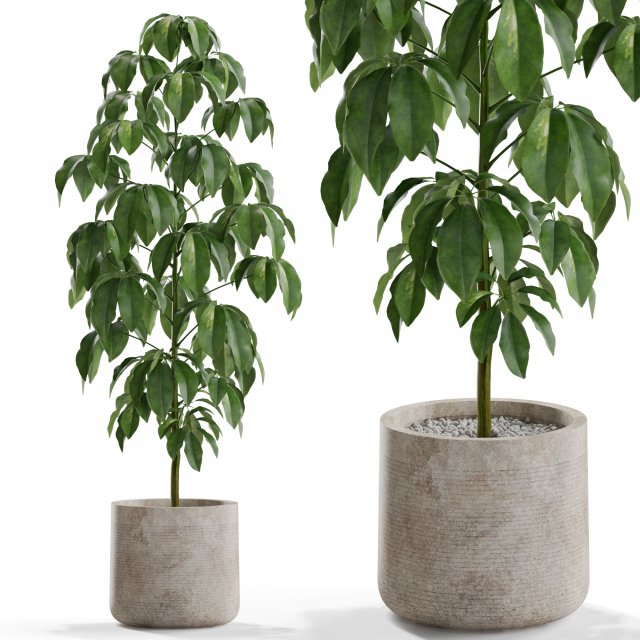 Plants collection 554 3Dモデル .c4d .max .obj .3ds .fbx .stl .blend 
