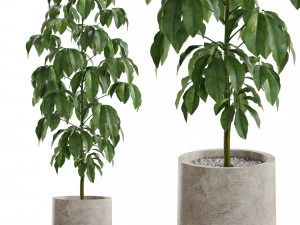 Plants collection 554 3D Model