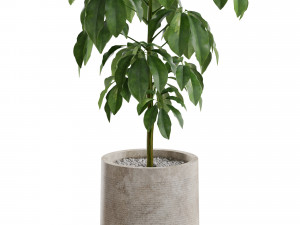 Plants collection 554 3Dモデル