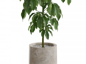 Коллекция растений 554 3D Модель