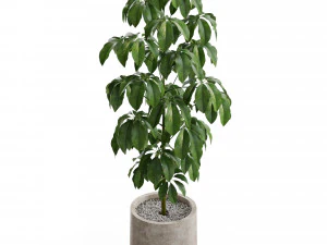 Коллекция растений 554 3D Модель