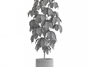 Plants collection 554 3Dモデル