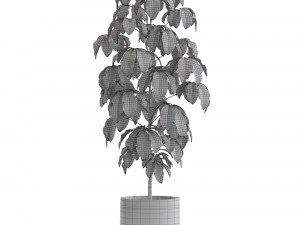 Коллекция растений 554 3D Модель