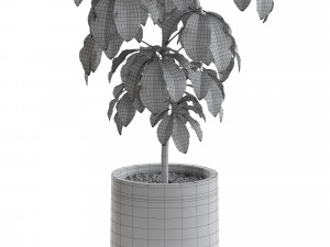 Plants collection 554 3Dモデル