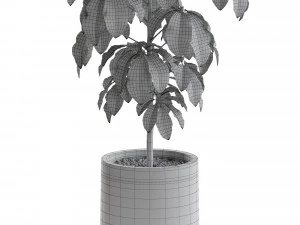 Коллекция растений 554 3D Модель