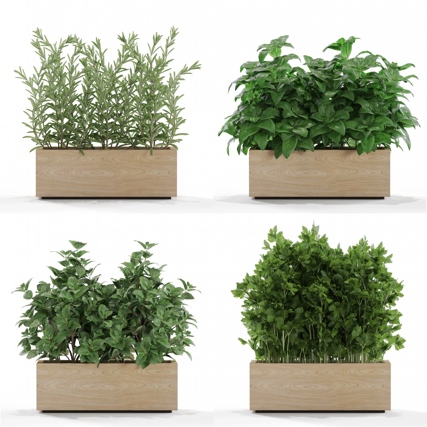 Plants collection 555 3D Model .c4d .max .obj .3ds .fbx .stl .blend 