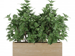 Plants collection 555 Modelo 3D