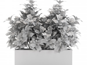 Plants collection 555 Modelo 3D