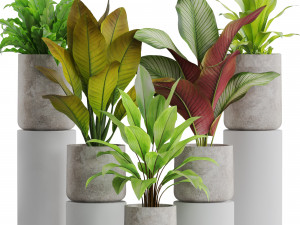 Plants collection 556 3D Model