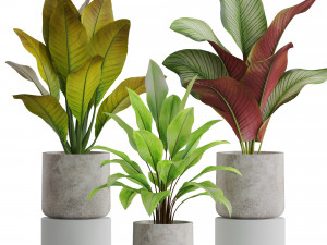 Plants collection 556 Modelo 3D