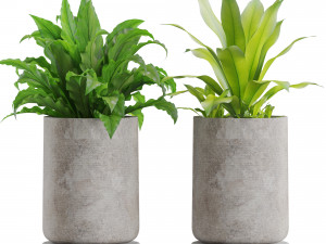 Plants collection 556 Modelo 3D