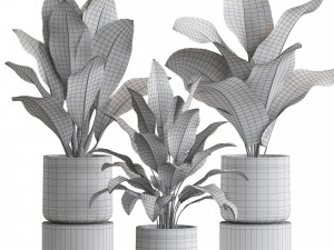 Plants collection 556 Modelo 3D