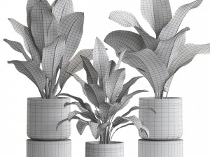 Plants collection 556 3D Model