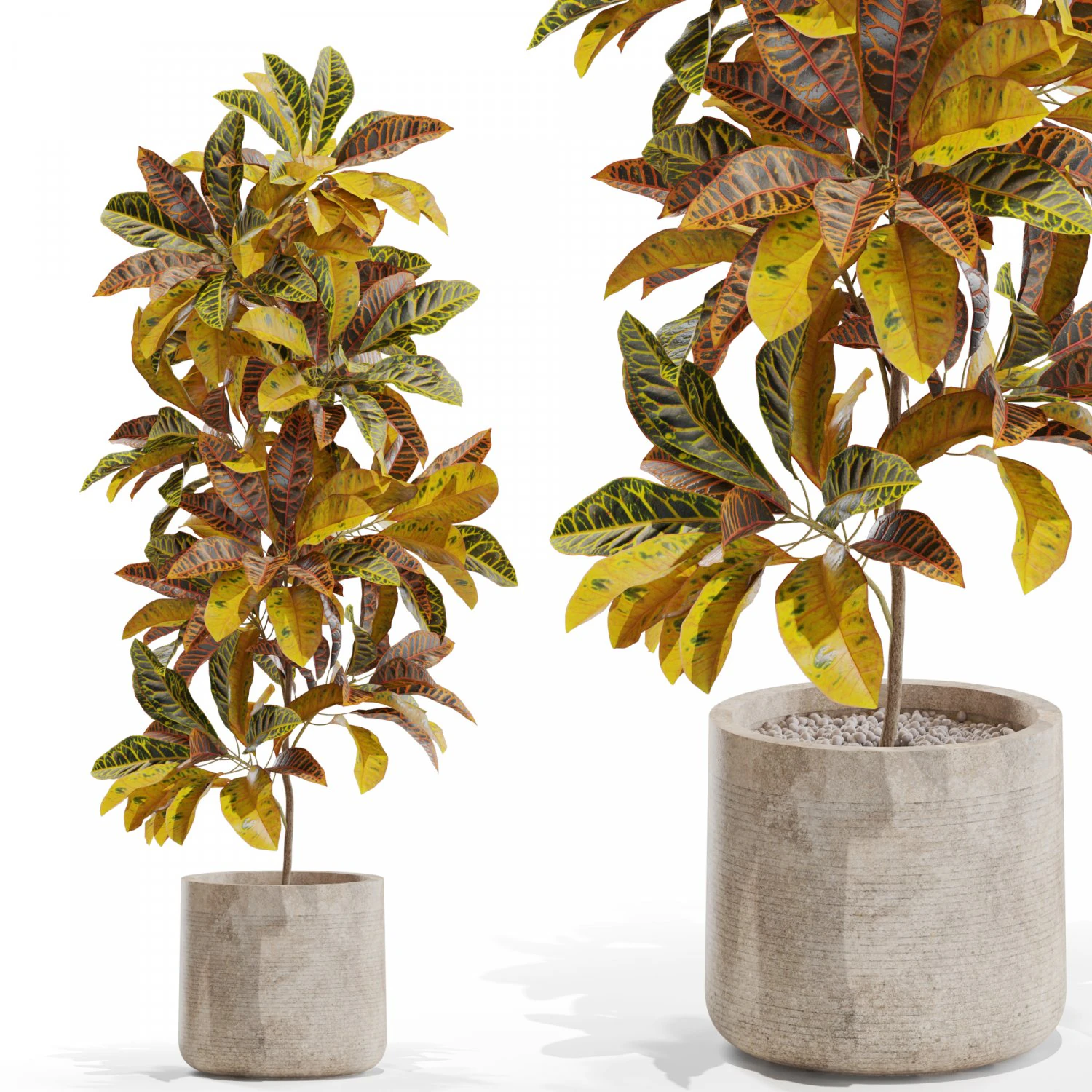 Plants collection 557 3D Model .c4d .max .obj .3ds .fbx .stl .blend