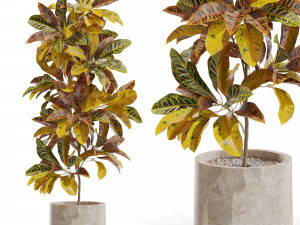 Plants collection 557 3D 모델