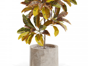 Plants collection 557 Modello 3D