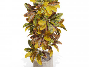 Plants collection 557 Modello 3D