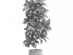Plants collection 557 Modello 3D