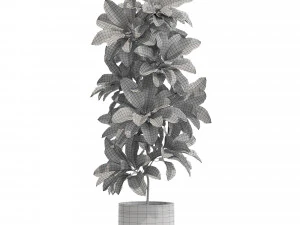 Plants collection 557 3D Model