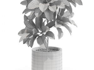 Plants collection 557 Modello 3D