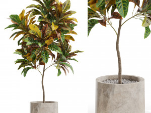 Plants collection 558 3D Model