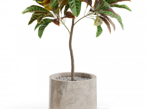 Plants collection 558 Modelo 3D