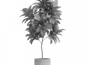 Plants collection 558 Modelo 3D