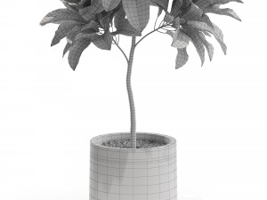 Plants collection 558 Modelo 3D