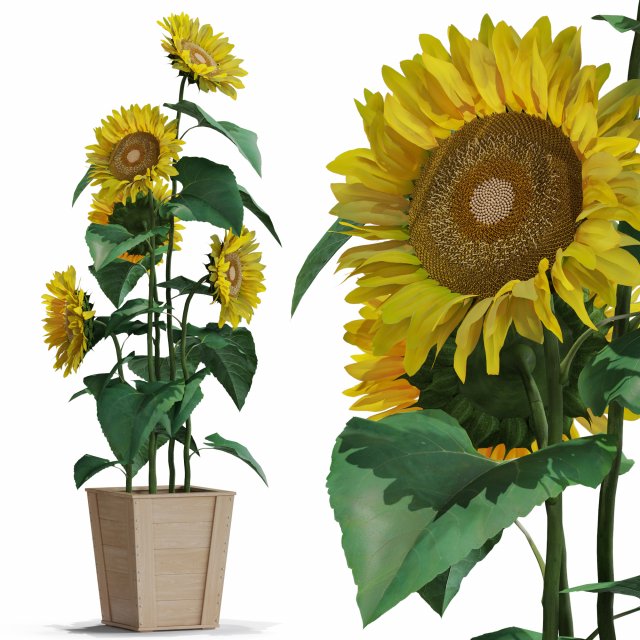 Plants collection 559 Model 3D .c4d .max .obj .3ds .fbx .stl .blend 
